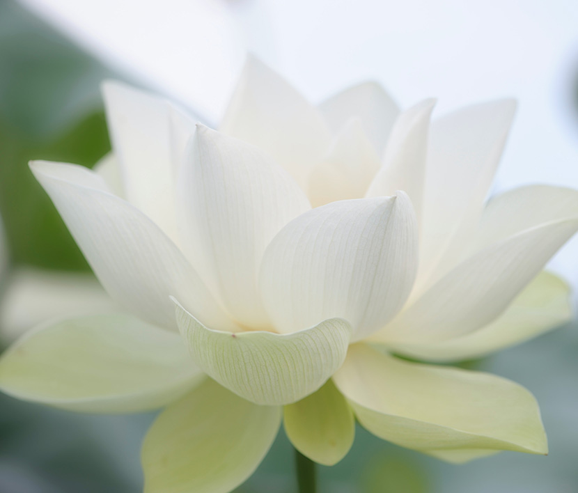 Lotus flower symbolizing birth and renewal.